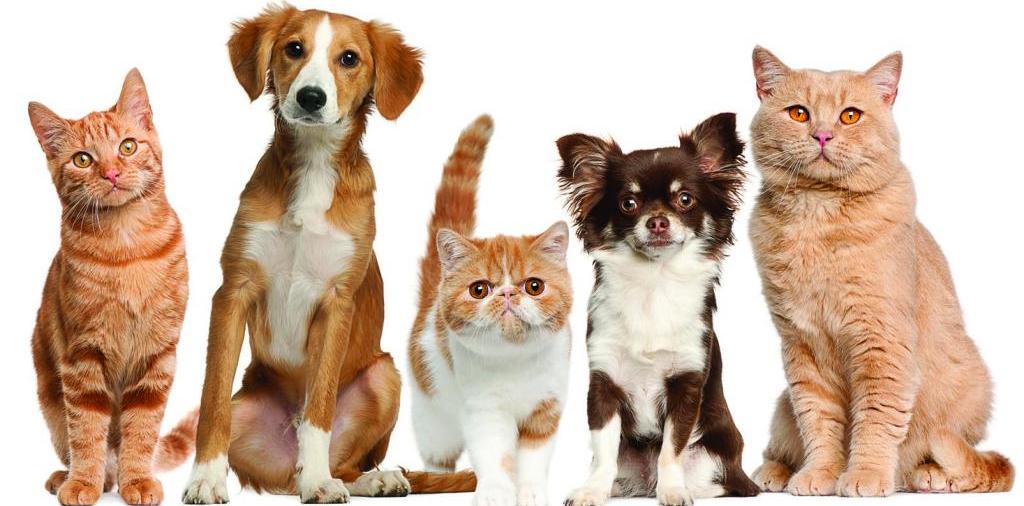 Доска объявлений о животных | ЗооТом - продажа, вязка и услуги для животных в Полярном