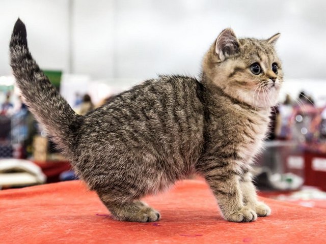 Породы кошек в Полярном | ЗооТом портал о животных