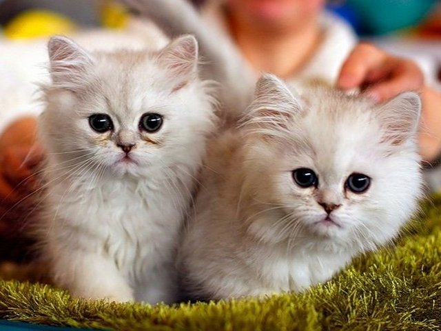 Породы кошек в Полярном | ЗооТом портал о животных