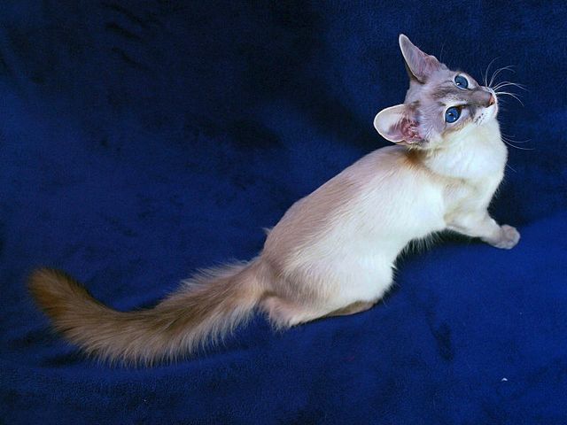 Выведенные породы кошек в Полярном | ЗооТом портал о животных