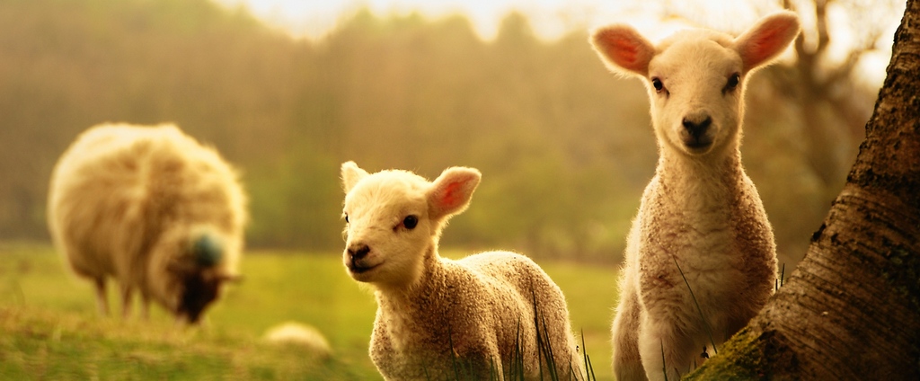 Объявления о сельскохозяйственных животных | ЗооТом - продажа, вязка и услуги для животных в Полярном
