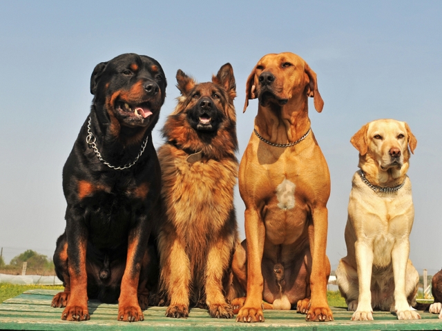 Крупные породы собак в Полярном | ЗооТом портал о животных