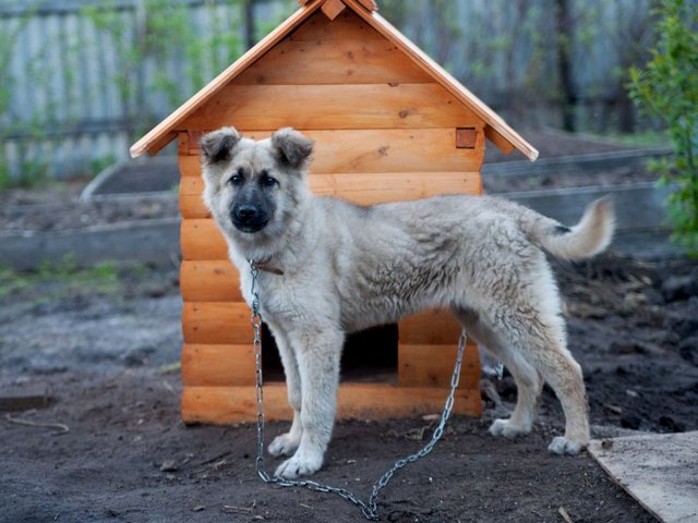 Все о собаках в Полярном